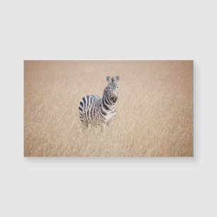 Zebra i högt gräs