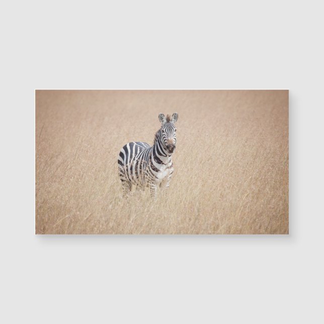 Zebra i högt gräs (Framsida)