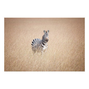 Zebra i högt gräs fototryck
