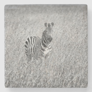 Zebra i högt gräs stenunderlägg