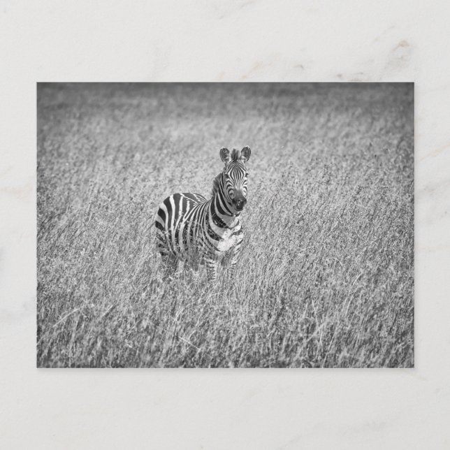 Zebra i högt gräs vykort (Framsida)