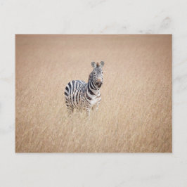 Zebra i högt gräs vykort