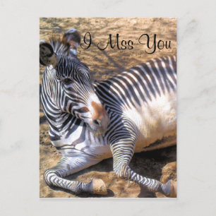 Zebra i kärlek_ vykort