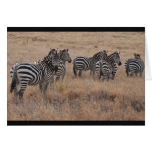 Zebra i Kenya Hälsningskort