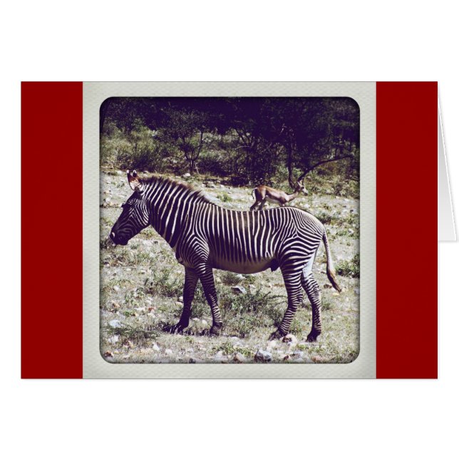Zebra i Kenya Hälsningskort (Framsidan Horizontal)