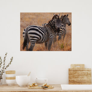 Zebra i Kenya Poster