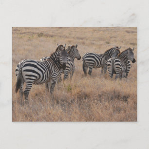 Zebra i Kenya Vykort