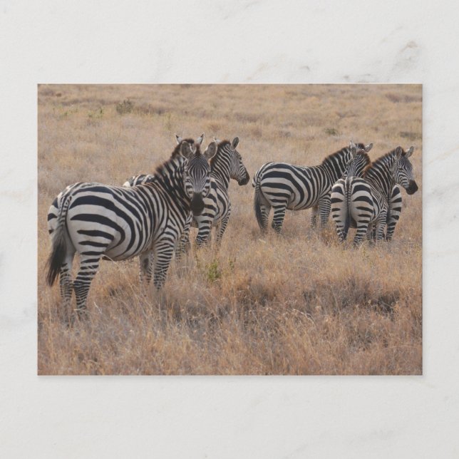 Zebra i Kenya Vykort (Framsida)