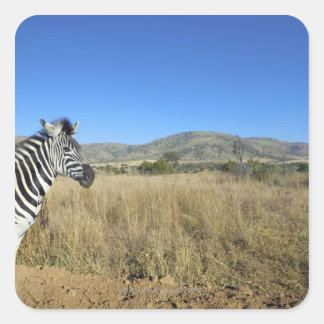 Zebra i öppet hav, Pilansbergs nationalpark, Fyrkantigt Klistermärke