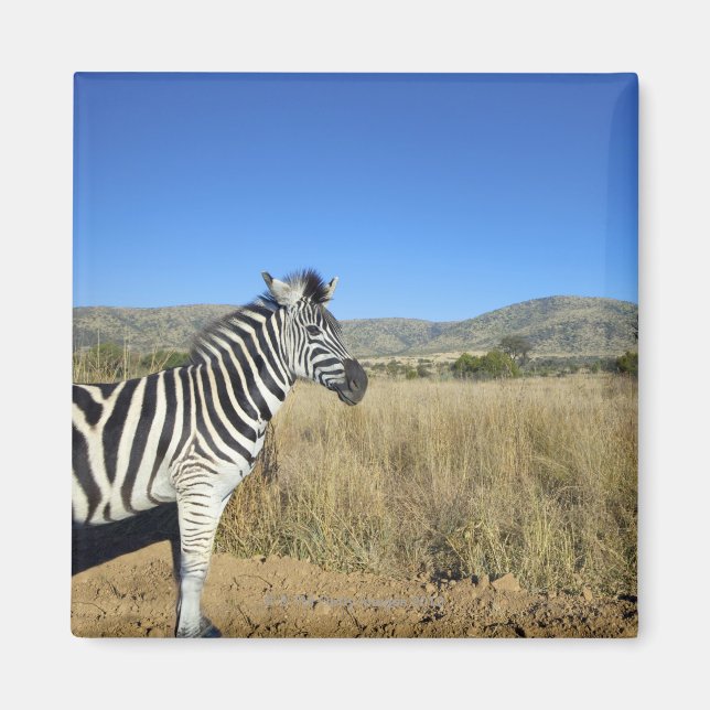 Zebra i öppet hav, Pilansbergs nationalpark, Magnet (Framsidan)