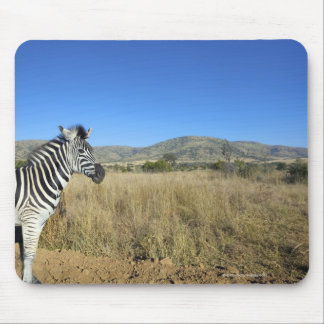 Zebra i öppet hav, Pilansbergs nationalpark, Musmatta