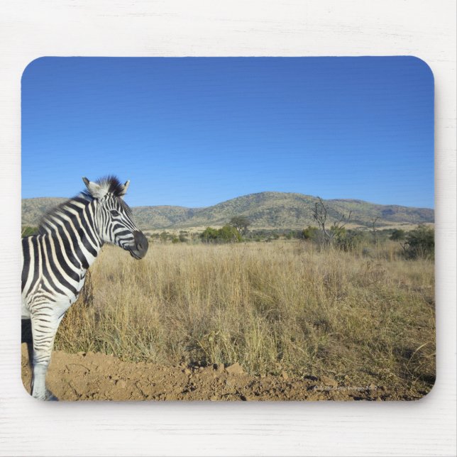 Zebra i öppet hav, Pilansbergs nationalpark, Musmatta (Framsidan)