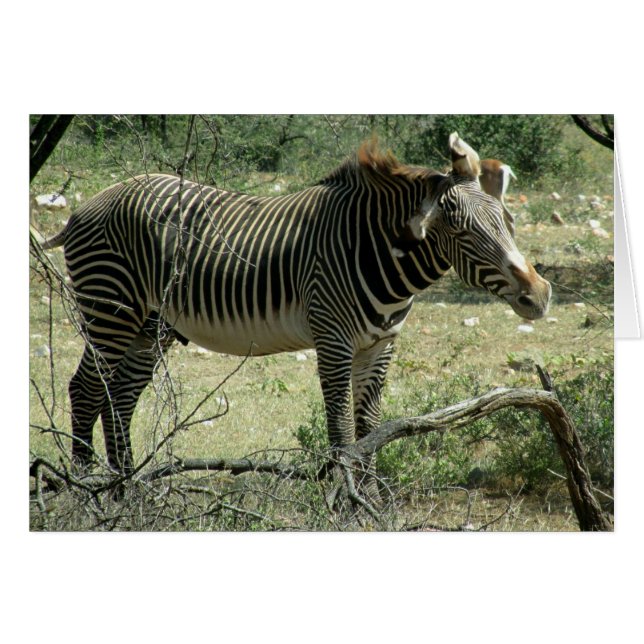 Zebra i Rörelse Hälsningskort (Framsidan Horizontal)