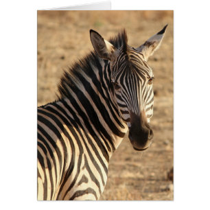 Zebra i Savannah, Tanzania OBS Kort
