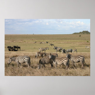 Zebra i Serengeti i Tanzania Poster