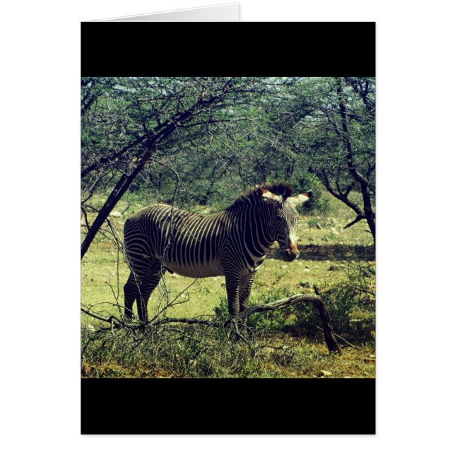 Zebra i Träd Hälsningskort (Framsidan)