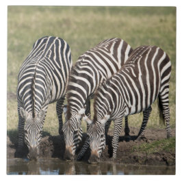 Zebra in Natural African Setting Ceramic Tile Kakelplatta