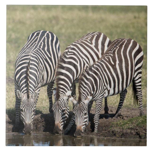 Zebra in Natural African Setting Ceramic Tile Kakelplatta (Framsidan)