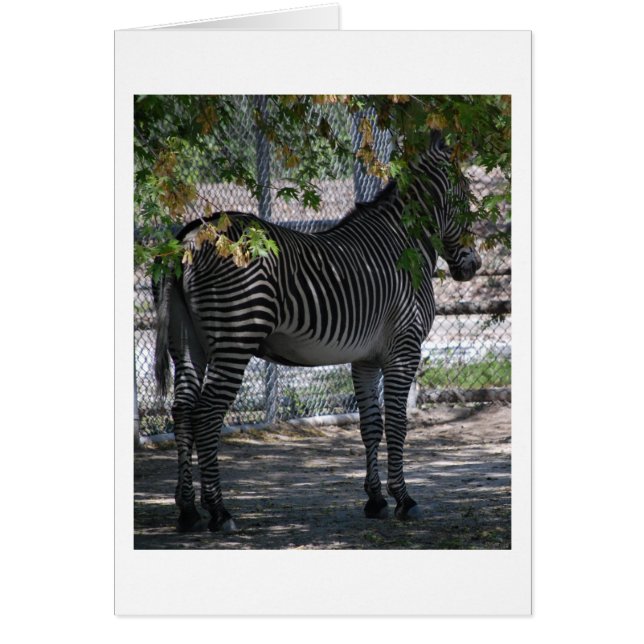 Zebra Kärlek Hälsningskort (Framsidan)