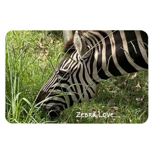 Zebra Kärlek...Magnet Magnet (Horisontell)