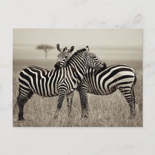 Zebra Kärlek Vykort (Framsida)