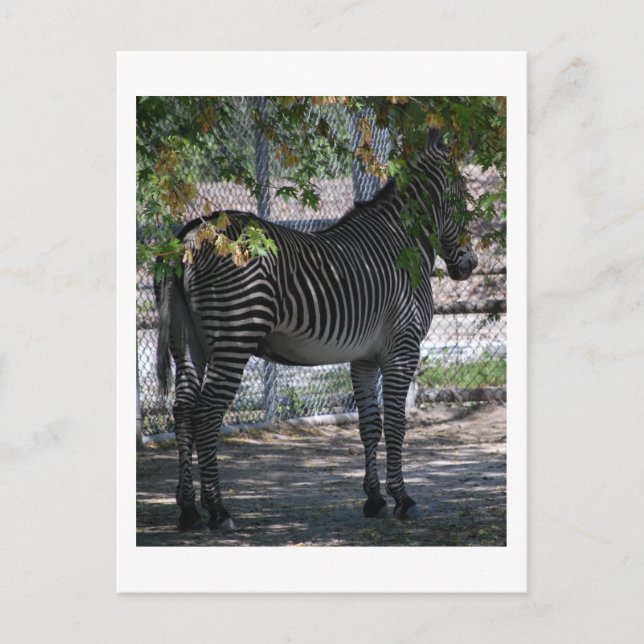 Zebra Kärlek Vykort (Framsida)