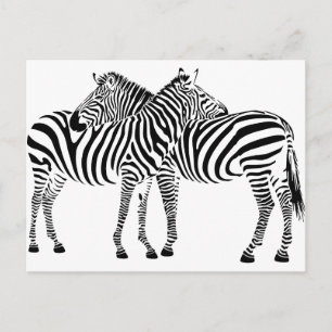 Zebra Kärlek Vykort