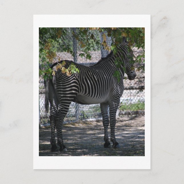 Zebra Kärlek Vykort (Framsida)