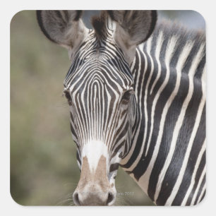 Zebra, Kenya, Afrika Fyrkantigt Klistermärke