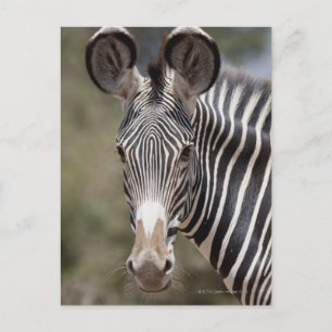 Zebra, Kenya, Afrika Vykort