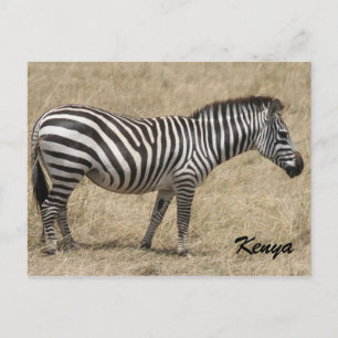 zebra kenya vykort