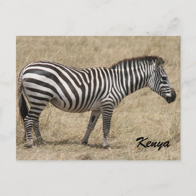 zebra kenya vykort (Framsida)