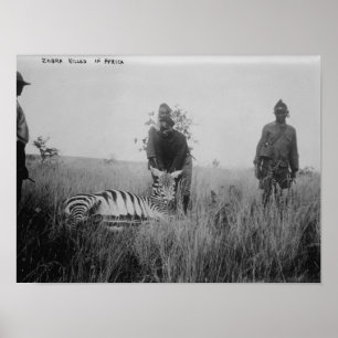 Zebra Killby Natives in Afrika Photograph Poster