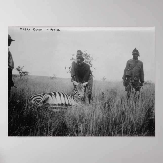 Zebra Killby Natives in Afrika Photograph Poster (Framsidan)