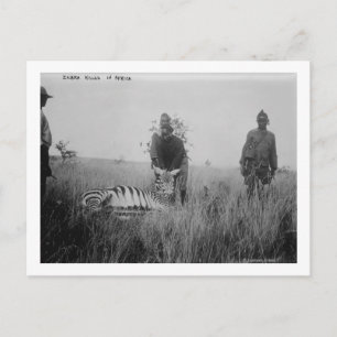 Zebra Killby Natives in Afrika Photograph Vykort