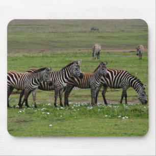 Zebra Klan Musmatta