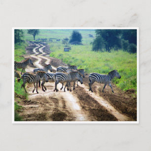 zebra-korsning vykort