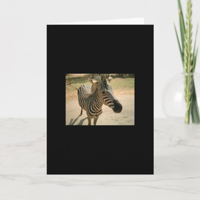Zebra Kort (Framsida)
