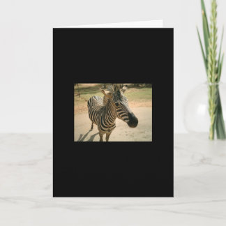 Zebra Kort