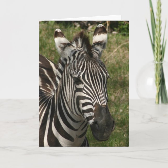 zebra kort (Framsida)