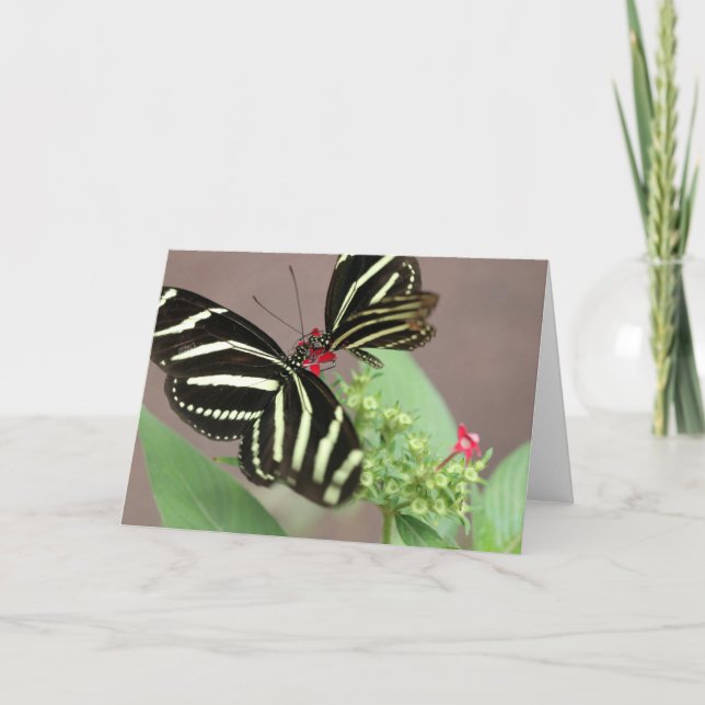 Zebra Kort (Framsida)