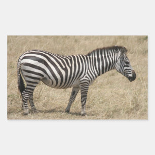 zebra kort rektangulärt klistermärke