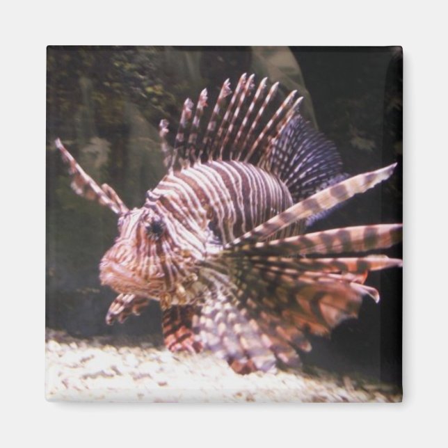 Zebra Lejon Fish Magnet (Framsidan)