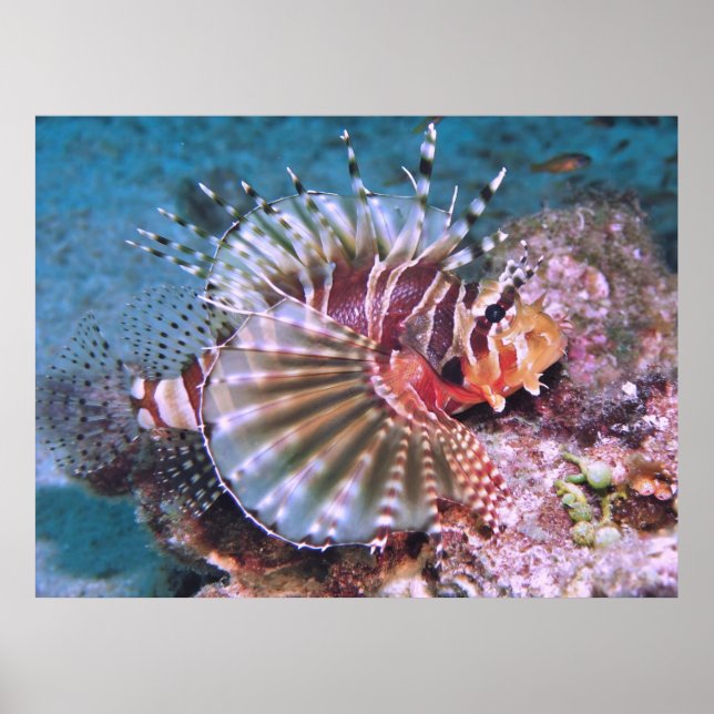 Zebra Lionfish Poster (Framsidan)