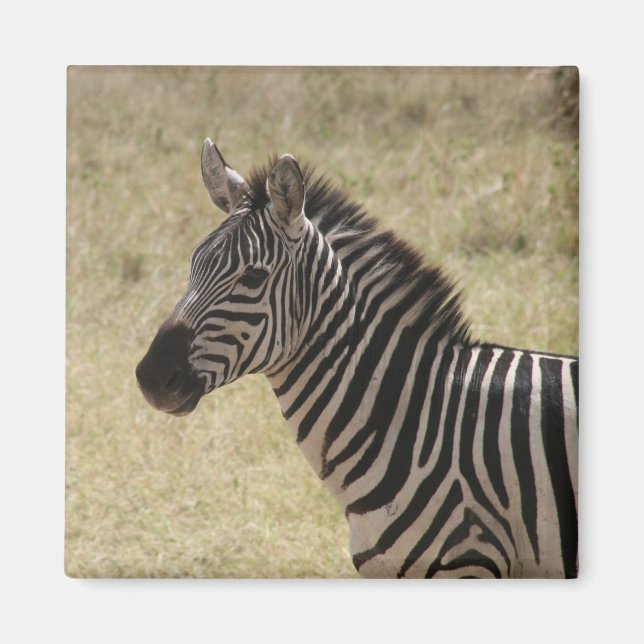 zebra lone magnet (Framsidan)