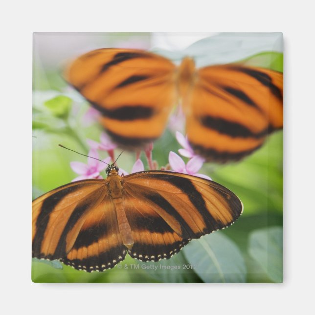 Zebra Long Vinge Butterfly 2 Magnet (Framsidan)