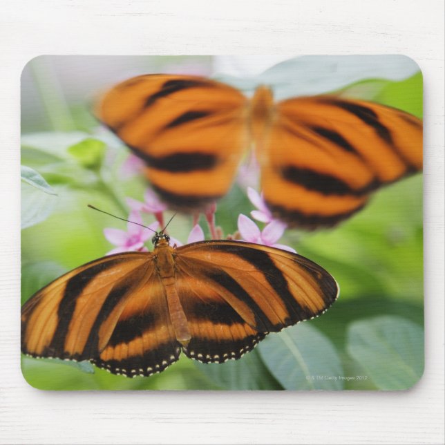 Zebra Long Vinge Butterfly 2 Musmatta (Framsidan)