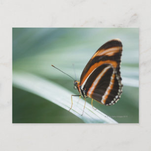 Zebra Long Vinge Butterfly Vykort