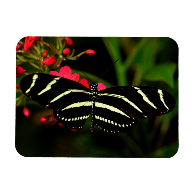 Zebra Long-Vinge på blommor Magnet (Horisontell)