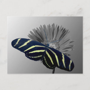 Zebra Longsvans på en Daisy Vykort
